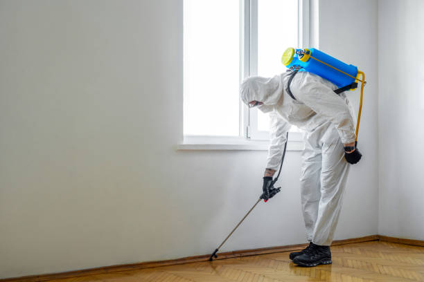 Best Termite Control Services  in Louisville, CO